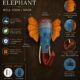 02RJ003_4 Handcrafted Wooden Elephant Wall Decor